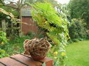 سرخس پای خرگوش